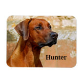 Rhodesian Ridgeback Dog Magnet (Horizontal)