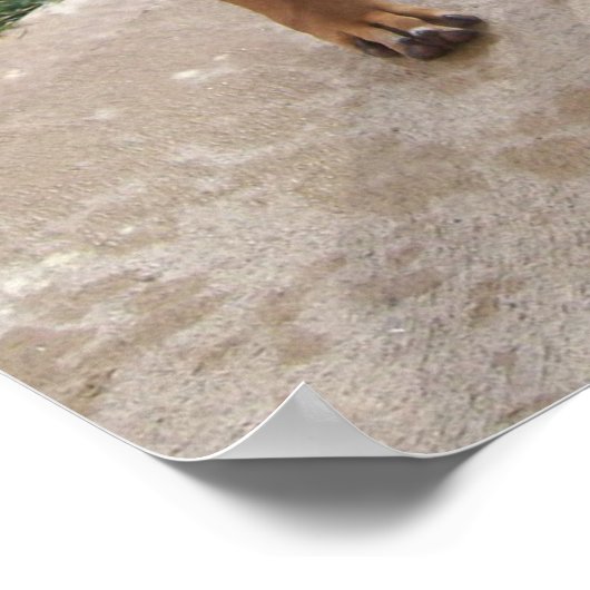RHODESIAN RIDGEBACK Dog Pet Mischief Poster (Ecke)