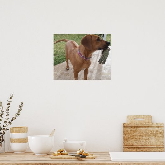 RHODESIAN RIDGEBACK Dog Pet Mischief Poster (Küche)