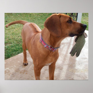 RHODESIAN RIDGEBACK Dog Pet Mischief Poster