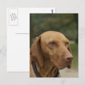Rhodesian Ridgeback Dog Postcard Postkarte (Vorne/Hinten)