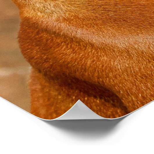 Rhodesian Ridgeback Dog Poster (Ecke)