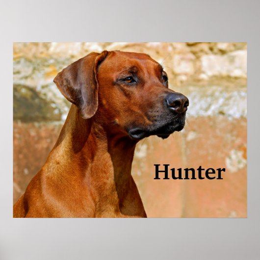 Rhodesian Ridgeback Dog Poster (Vorne)