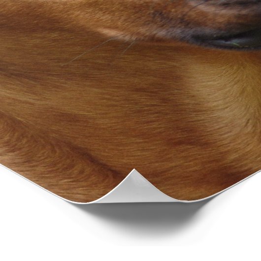 Rhodesian Ridgeback Dog Print Poster (Ecke)