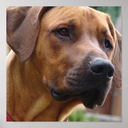 Rhodesian Ridgeback Dog Print Poster (Vorne)