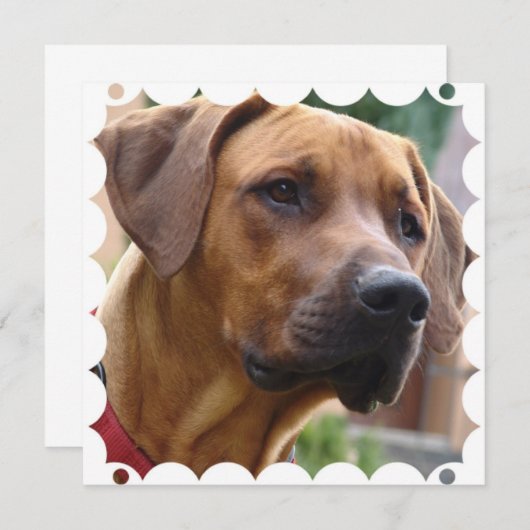 Rhodesian Ridgeback Einladung (Vorne/Hinten)