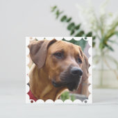 Rhodesian Ridgeback Einladung (Stehend Vorderseite)