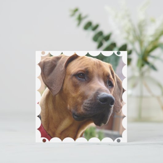 Rhodesian Ridgeback Einladung (Stehend Vorderseite)