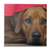 rhodesian-ridgeback fliese (Vorderseite)