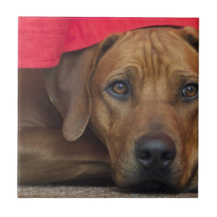 rhodesian-ridgeback fliese