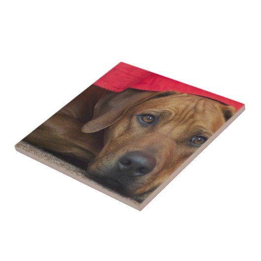 rhodesian-ridgeback fliese (Seite)