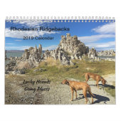 Rhodesian Ridgeback gehende Plätze Kalender-2019 Kalender (Titelbild)