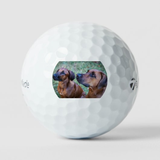 rhodesian-ridgeback-group golfball (Vorderseite)