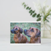 Rhodesian-ridgeback-Gruppe Postkarte (Stehend Vorderseite)