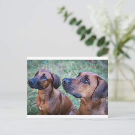 Rhodesian-ridgeback-Gruppe Postkarte (Stehend Vorderseite)