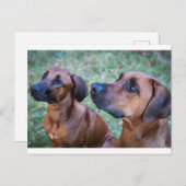 Rhodesian-ridgeback-Gruppe Postkarte (Vorne/Hinten)