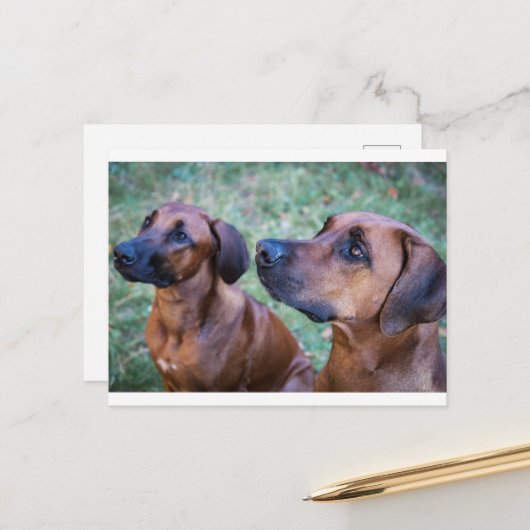 Rhodesian-ridgeback-Gruppe Postkarte (Vorderseite/Rückseite Beispiel)