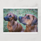 Rhodesian-ridgeback-Gruppe Postkarte (Vorderseite)