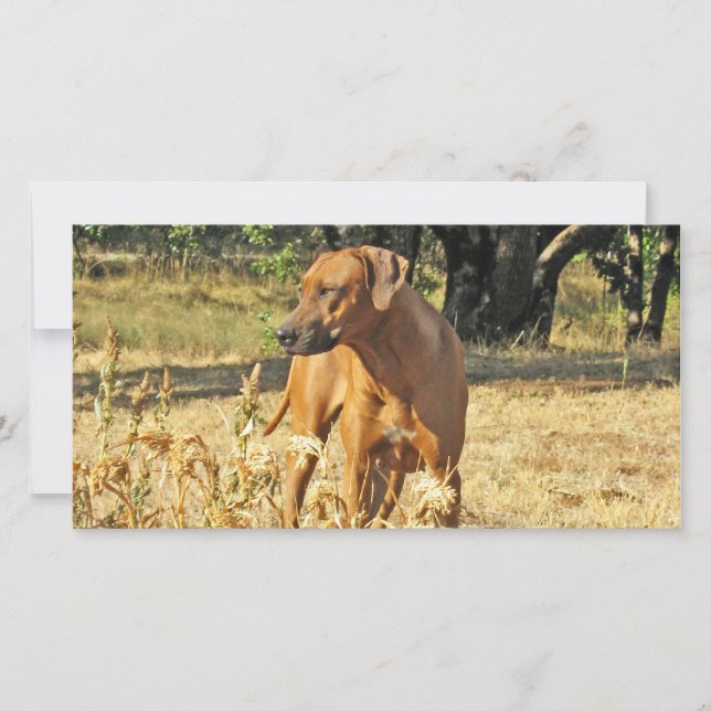 Rhodesian Ridgeback Grußkarte (Vorderseite)