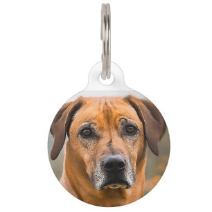 Rhodesian Ridgeback Hund. Haustiermarke