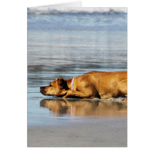 Rhodesian Ridgeback - ist das Wasser kalt?