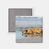 Rhodesian Ridgeback - Ist das Wasser kalt? Magnet (Vorderseite/Rückseite)