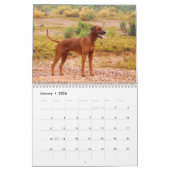 Rhodesian Ridgeback Kalender (Jan 2026)