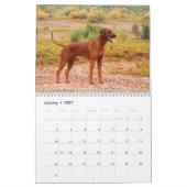 Rhodesian Ridgeback Kalender (Jan 2027)