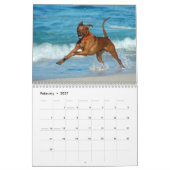 Rhodesian Ridgeback Kalender (Feb 2027)
