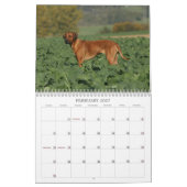 Rhodesian Ridgeback Kalender 2011 (Feb 2027)
