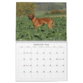 Rhodesian Ridgeback Kalender 2011 (Feb 2026)