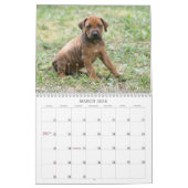 Rhodesian Ridgeback Kalender 2011 (Mär 2026)