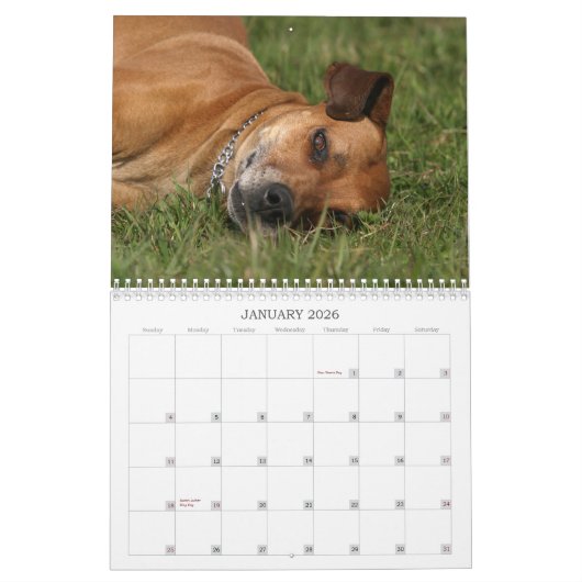 Rhodesian Ridgeback Kalender 2011 (Jan 2026)