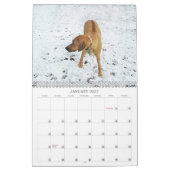 Rhodesian Ridgeback Kalender 2018 (Jan 2027)