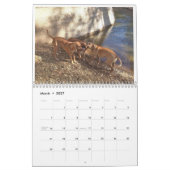 Rhodesian Ridgeback Kalender 2020 (Mär 2027)