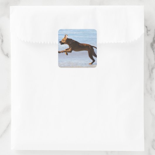 Rhodesian Ridgeback - Leap Quadratischer Aufkleber (Tasche)