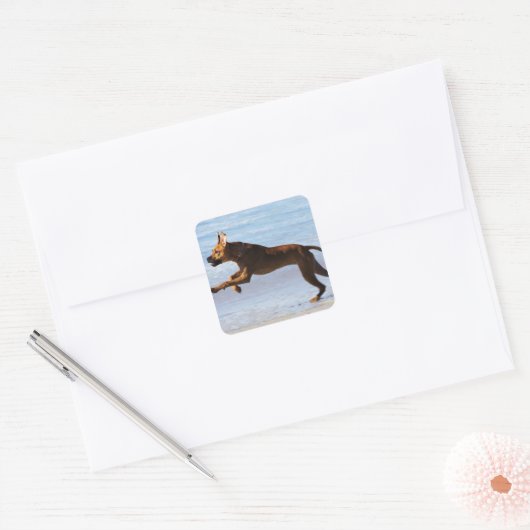 Rhodesian Ridgeback - Leap Quadratischer Aufkleber (Umschlag)