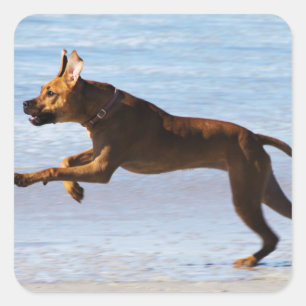 Rhodesian Ridgeback - Leap Quadratischer Aufkleber