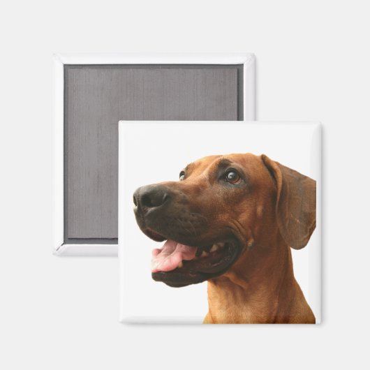 Rhodesian Ridgeback Magnet (Vorderseite/Rückseite)