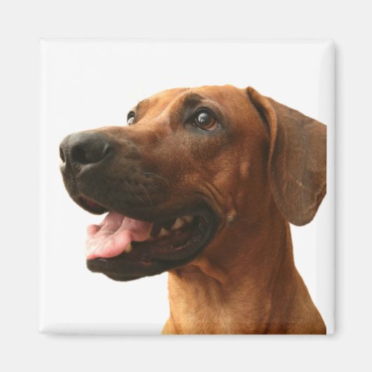 Rhodesian Ridgeback Magnet (Vorne)