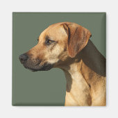 Rhodesian Ridgeback Magnet (Vorne)