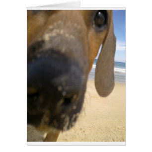 Rhodesian Ridgeback Material