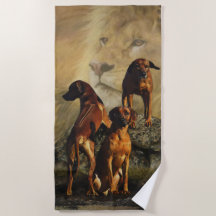 Rhodesian Ridgeback mit Löwe