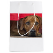 rhodesian-ridgeback mittlere geschenktüte (Vorderseite)