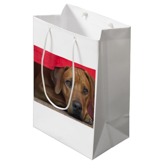 rhodesian-ridgeback mittlere geschenktüte (Vorderseite Schrägansicht)