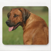 Rhodesian Ridgeback Mousepad (Vorne)