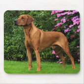 Rhodesian Ridgeback Muismat Mousepad (Vorne)