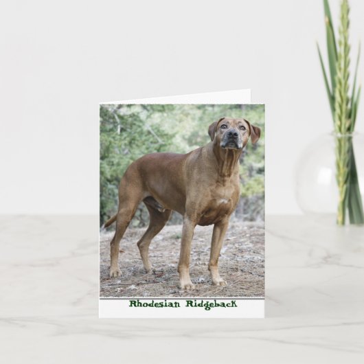 Rhodesian Ridgeback Notecards Karte (Vorderseite)