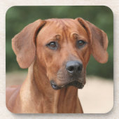 Rhodesian Ridgeback onderzetters Getränkeuntersetzer (Vorderseite)