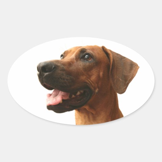 Rhodesian Ridgeback Ovaler Aufkleber (Vorderseite)